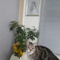 تزیینات دکوراسیون ساختمان