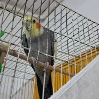 عروس هلندی جفت|پرنده|مشهد, شهید احمدی روشن|دیوار