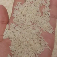 طارم هاشمی کشت اول صفر بوجار|خوردنی و آشامیدنی|زرگرشهر, |دیوار