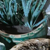 پا جوش ریشه دار الوئه ورا