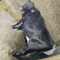 گاو انگوس گوشتی