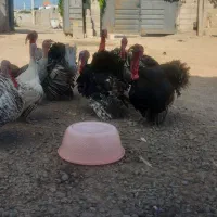 فروش چند عدد بوقلمون نر وماده