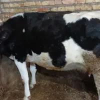 فروش گاو هلشتاین شکم سوم ۶.۵ماه آبستن