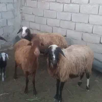 میش بره دار و ابستن