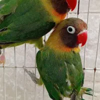 برزیلی|پرنده|رشت, منظریه|دیوار