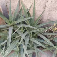 فروش گیاه آلوئه ورا توافقی به قیمت مناسب