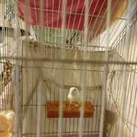 قناری موزاییکی