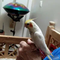 عروس هلندی گم شده