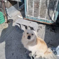 توله ۸ماهه پامر اشپیتز|سگ|مبارکه, |دیوار