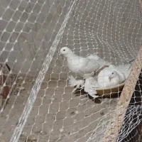 چند عدد کفتر مناسب پرورش در عجب شیر|پرنده|عجب شیر, |دیوار