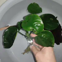 گیاه آنوبیاس آکواریوم معاوضه با کت|ماهی|شاهین‌شهر, عطار|دیوار