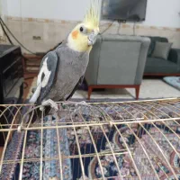 عروس هلندی .لاری|پرنده|بم, |دیوار