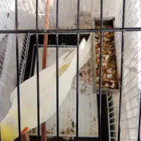 عروس هلندی|پرنده|بهشهر, |دیوار