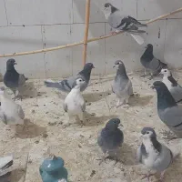 دمگیر|پرنده|اصفهان, شاهزید|دیوار