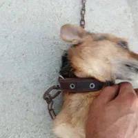 سگ پاکوتاه|سگ|سمنان, |دیوار