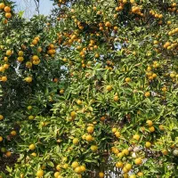 فروش پرتقال محلی و تامسون لیمو شیرین|خوردنی و آشامیدنی|آستانه اشرفیه, |دیوار