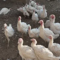 بوقلمون بیوتی