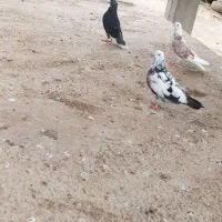 کبوتر  پرشی
