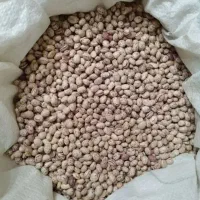 ۶تن لوبیا چیتی