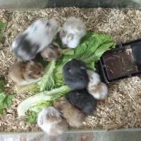 حیوانات خانگی|موش و خرگوش|بیرجند, |دیوار