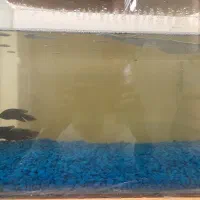 آکواریوم با ماهی