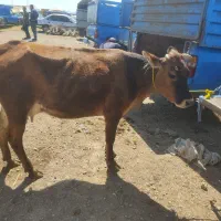 فروش گاو