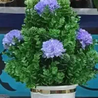 گل شمشاد  قابل شستشو  به فروش می رسد