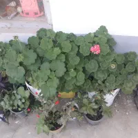 گل‌‌گلدانی