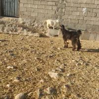 ۵راس بیگ ب فروش میرسد|حیوانات مزرعه|لالی, |دیوار