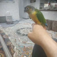 طوطی گرینچیک هفت رنگ