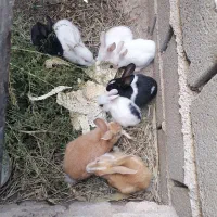 بچه خرگوش|موش و خرگوش|گالیکش, |دیوار