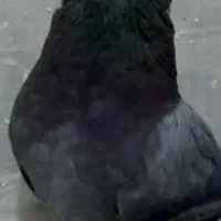 سبزه ساده ازم رفت