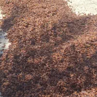 کشمش تازه امسالی درجه یک