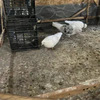 جفت دوکت|پرنده|اهواز, شهرک حفاری|دیوار