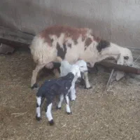 2 راس میش جوان خشک پلنگی و افشار|حیوانات مزرعه|دره شهر, |دیوار