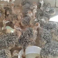 جوجه شترمرغ