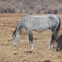 اسب کرد نریان|اسب و تجهیزات اسب‌سواری|دماوند, دماوند|دیوار