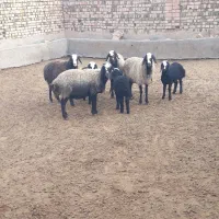 فروش ۴راس میش عتیقه نژادشال بردار