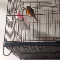 قناری ماده دارچین سرخ اماده