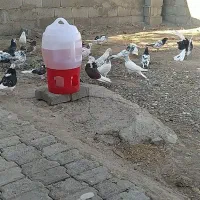 این کفترها روز پنجشنبه دزدیده شدن.،5ملیون مژدگانی.