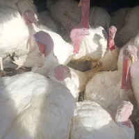 بوقلمون زنده آماده کشتار