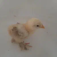 جوجه برهما ۷روزه