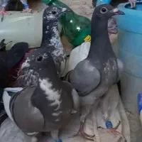 پنج جفت جوجه مسافتی