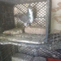 کرواتی کاکلی