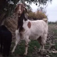 بز بزغاله گوسفند|حیوانات مزرعه|خان ببین, |دیوار