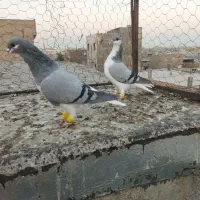 کبوتر پرنده.|پرنده|اقبالیه, |دیوار