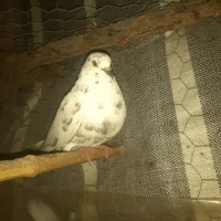 ۲جفت کفتر و چندتا تک|پرنده|رشت, یخسازی|دیوار