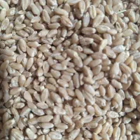 فروش گندم درجه یک