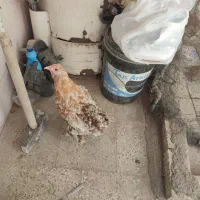 مرغ
