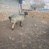 قوچ|حیوانات مزرعه|دهدشت, |دیوار